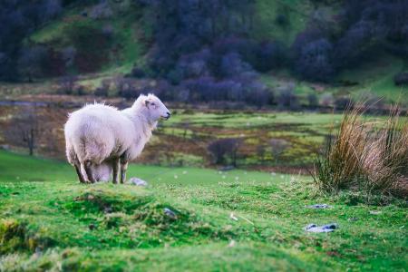 Lamb in meadow