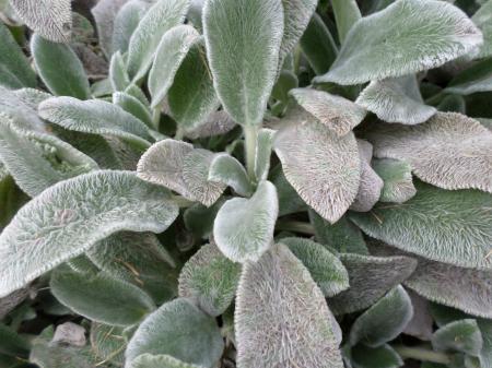 Lambs Ear or Stachys byzantina leaves