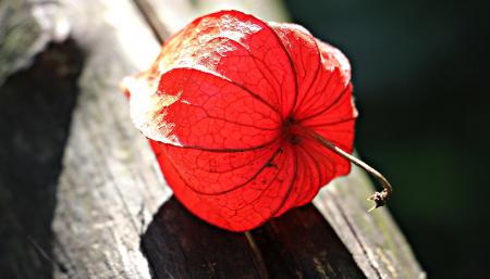 Lampionblume Closeup