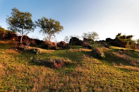 Landscape of Grass Field