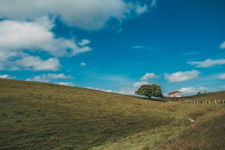 Landscape Photo of 1 Tree and House