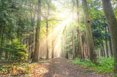 Landscape Photo of Pathway Between Green Leaf Trees