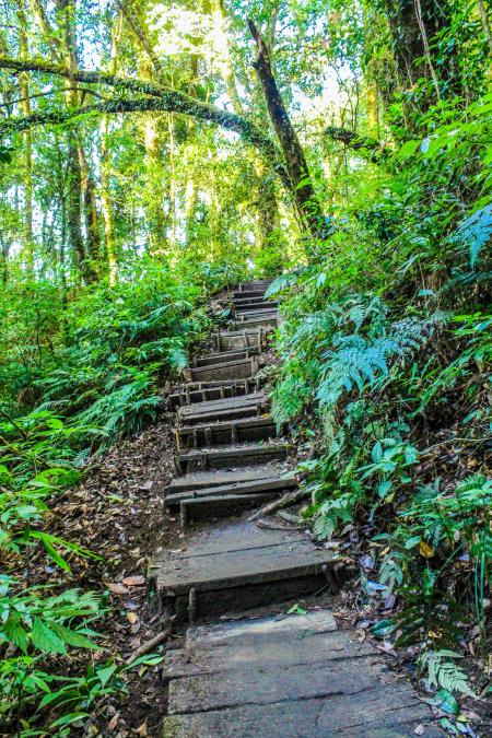 Landscape Photo of Stair in the Forest