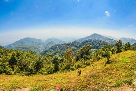 Landscape Photo of Tall Trees on Mountains at Daytime