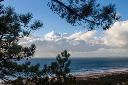 Landscape Photo of Trees and Sea