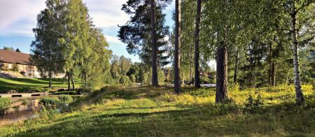 Landscape Photograph of Tree Line