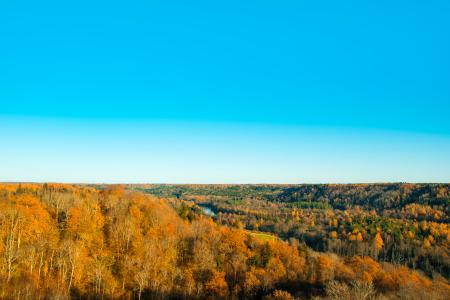 Landscape Photography of Brown Forest Under Blue Clear Sky