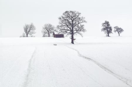 Landscape Photography of Dried Trees on Snow Covered Ground