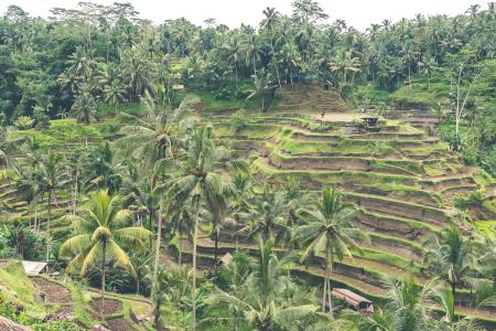 Landscape Photography of Rice Field