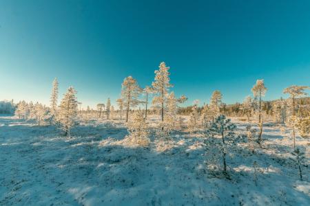 Landscape Photography of Snowy Forest Under Clear Sky
