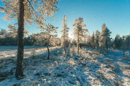 Landscape Photography of Trees Covered With Snow