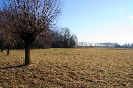 Landscape with a single tree in the fore