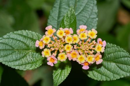 Lantana Camara