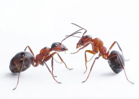 Large Ant Model