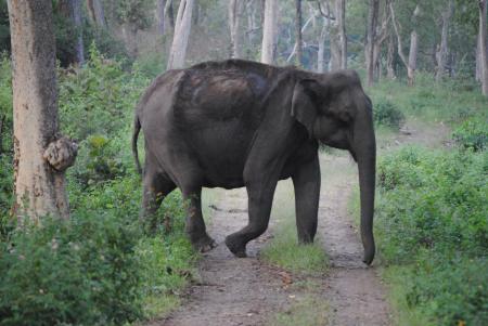 Large indian elephant cross the road