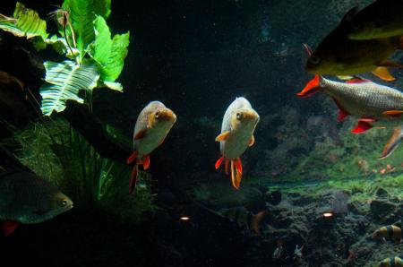 Large Japanese koi fish