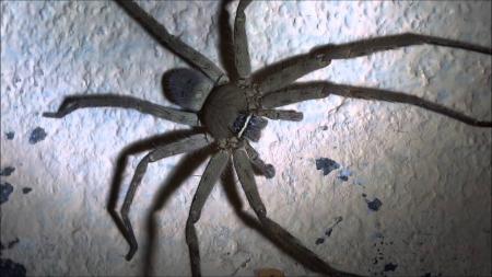 Large Thai spider