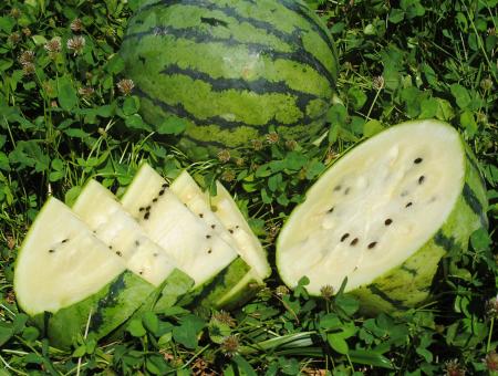 Large  Watermelons