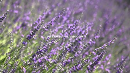Lavender Blooming