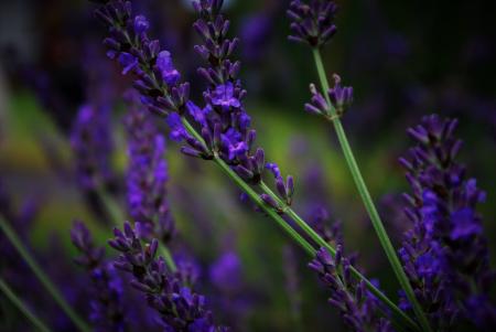 Lavender Flower