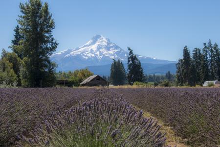 Lavender Valley, Hood River, Oregon, with Mt. Hood, August