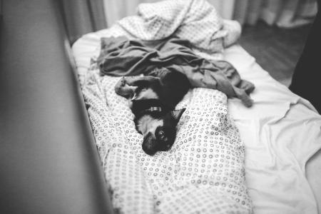 Lazy puppy laying on a couch