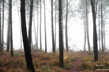 Le brouillard dans la Lande