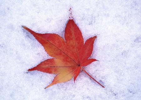 Leaf in snow