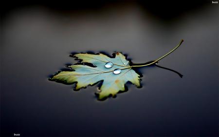 Leaves in water