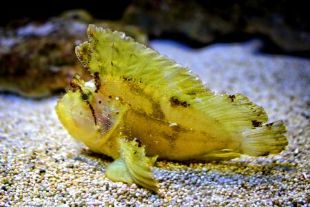 Leaf Scorpionfish - Taenianotus triacanthus - White variation