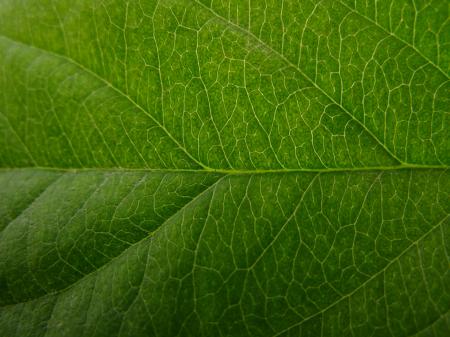 Leaf Texture