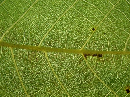 Leaf Texture