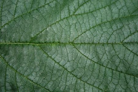 Leaf Texture