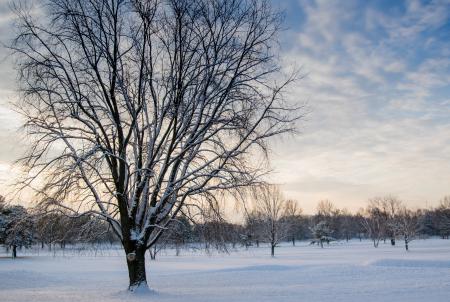 Leafless Tree Covered in Snow