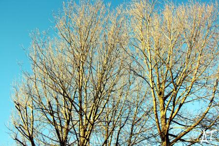 Leafless Tree Under Blue Sky at Daytime