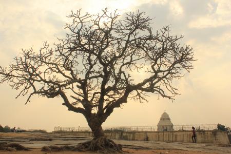 Tall leafless tree