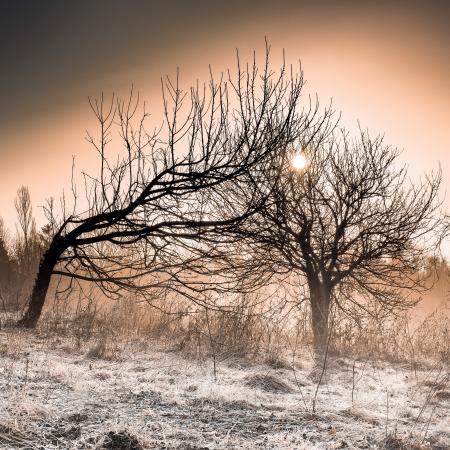 Leafless Trees During Golden Hour