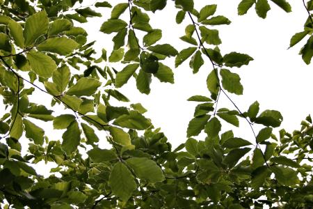 Leafs against the sky