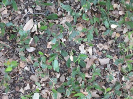 Leafy ground texture
