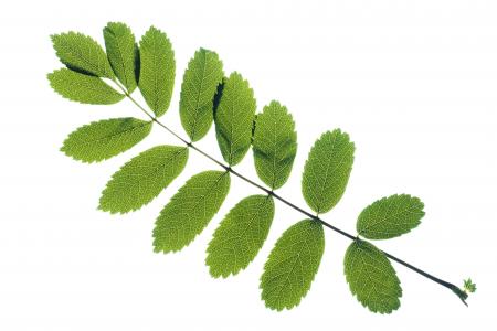Leaves