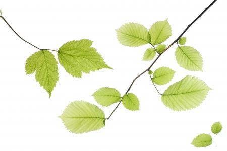 Leaves