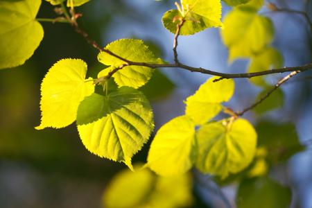 leaves