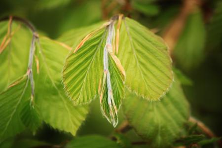 Leaves