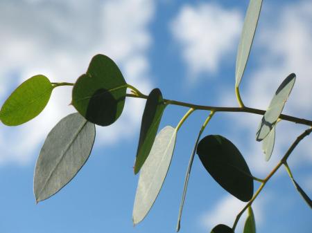 Leaves Closeup