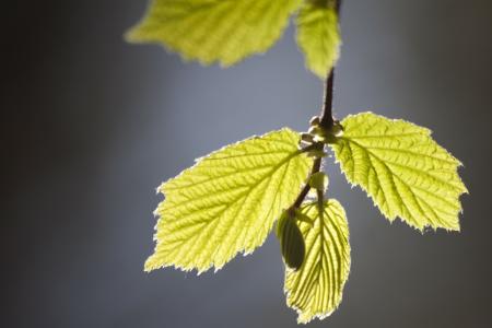 Leaves Closeup