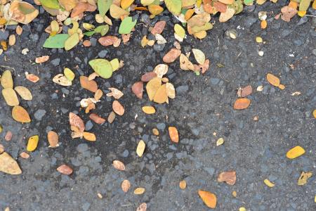 Leaves on the asphalt