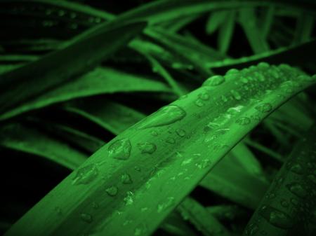 Leaves With Dew Drops