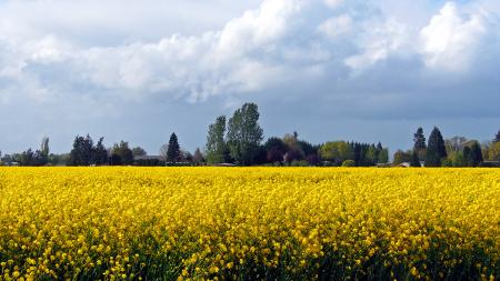 Lebanon, Oregon, Turnip Fields