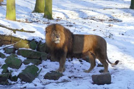 Leeuw in arnhem burgers Zoo