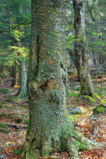 Lehigh River Headwaters (11)